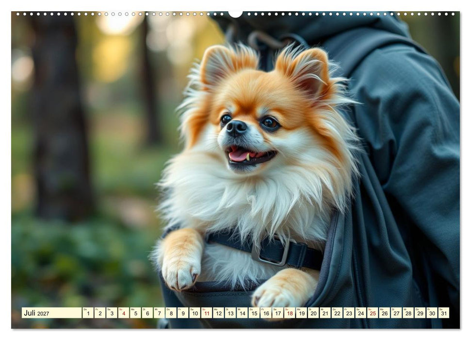 Tausendsassa - Pomeranian (CALVENDO Premium Wandkalender 2027)