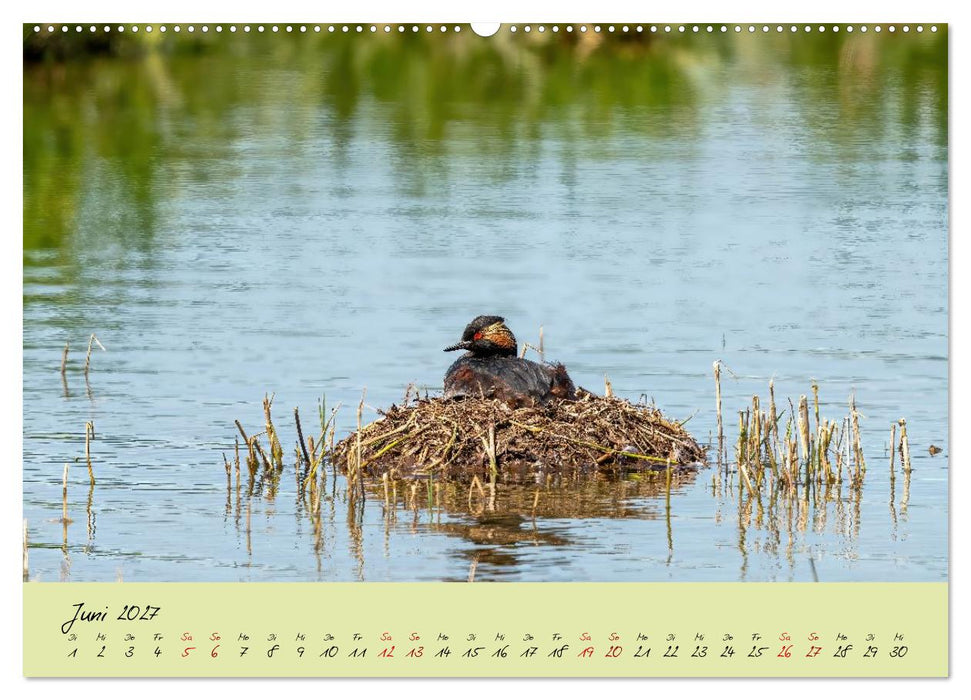 Brut- und Setzzeit. Neues Leben entsteht. (CALVENDO Premium Wandkalender 2027)