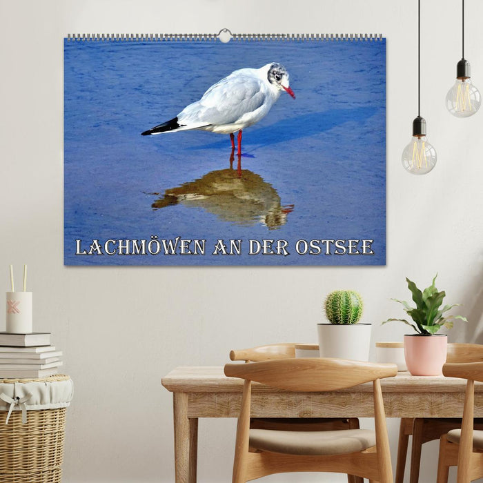 Lachmöwen an der Ostsee (CALVENDO Wandkalender 2027)