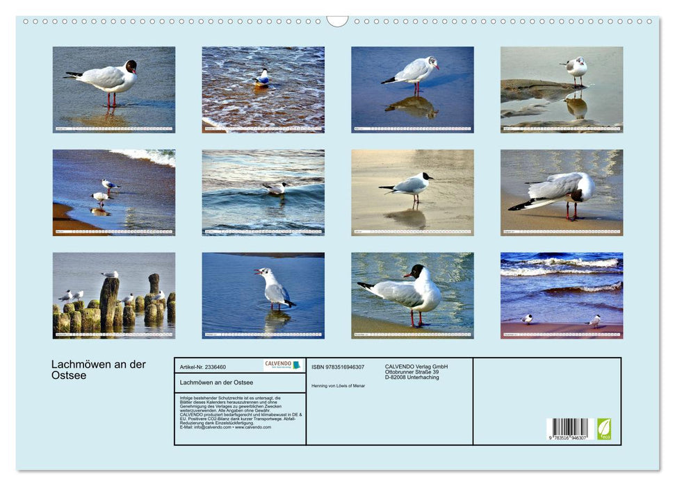 Lachmöwen an der Ostsee (CALVENDO Wandkalender 2027)