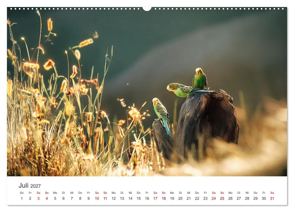 Zwitscherzeit - Ein Kalender voller Wellensittiche (CALVENDO Premium Wandkalender 2027)