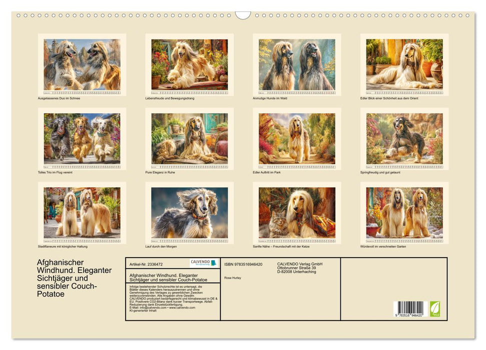 Afghanischer Windhund. Eleganter Sichtjäger und sensibler Couch-Potatoe (CALVENDO Wandkalender 2027)