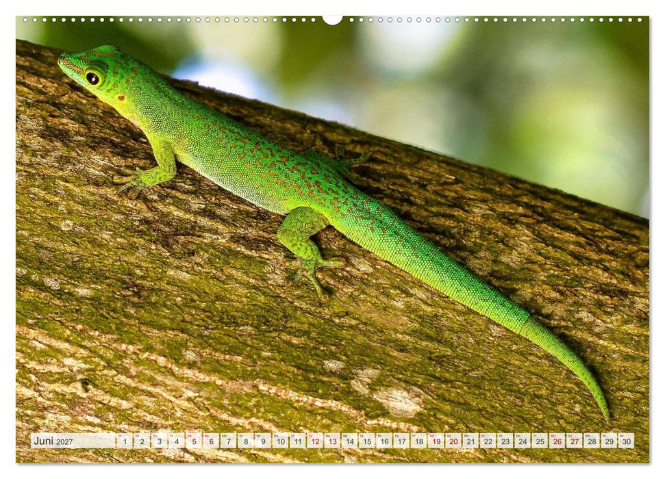 Die Seychellen - ganz nah am Paradies (CALVENDO Wandkalender 2027)
