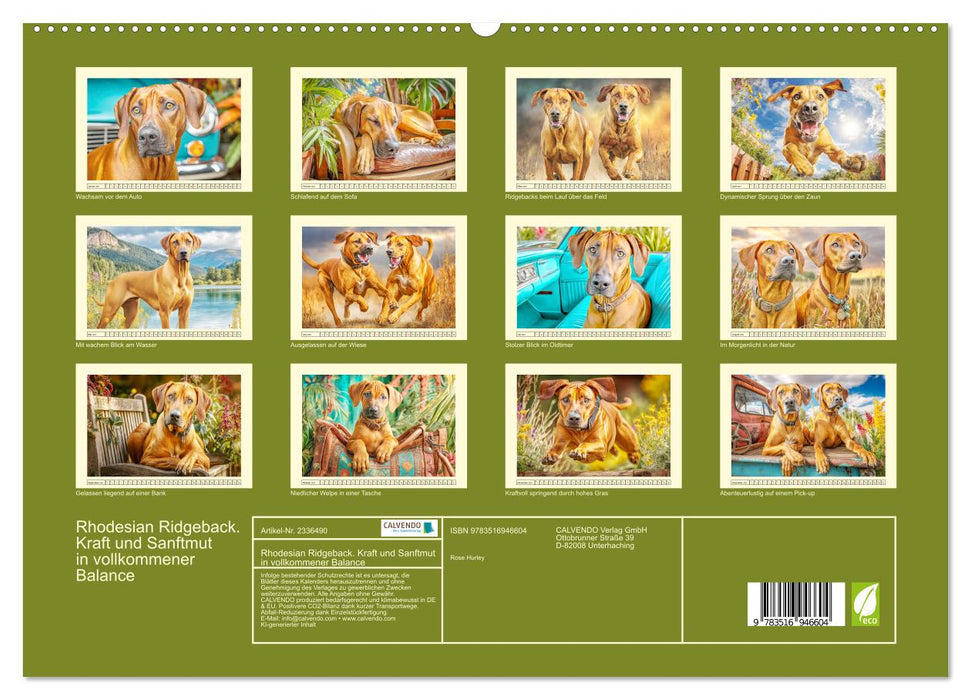 Rhodesian Ridgeback. Kraft und Sanftmut in vollkommener Balance (CALVENDO Premium Wandkalender 2027)