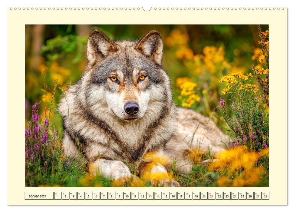 Herzschlag der Wildnis. Wölfe zwischen Legende, Freiheit und Anmut (CALVENDO Wandkalender 2027)