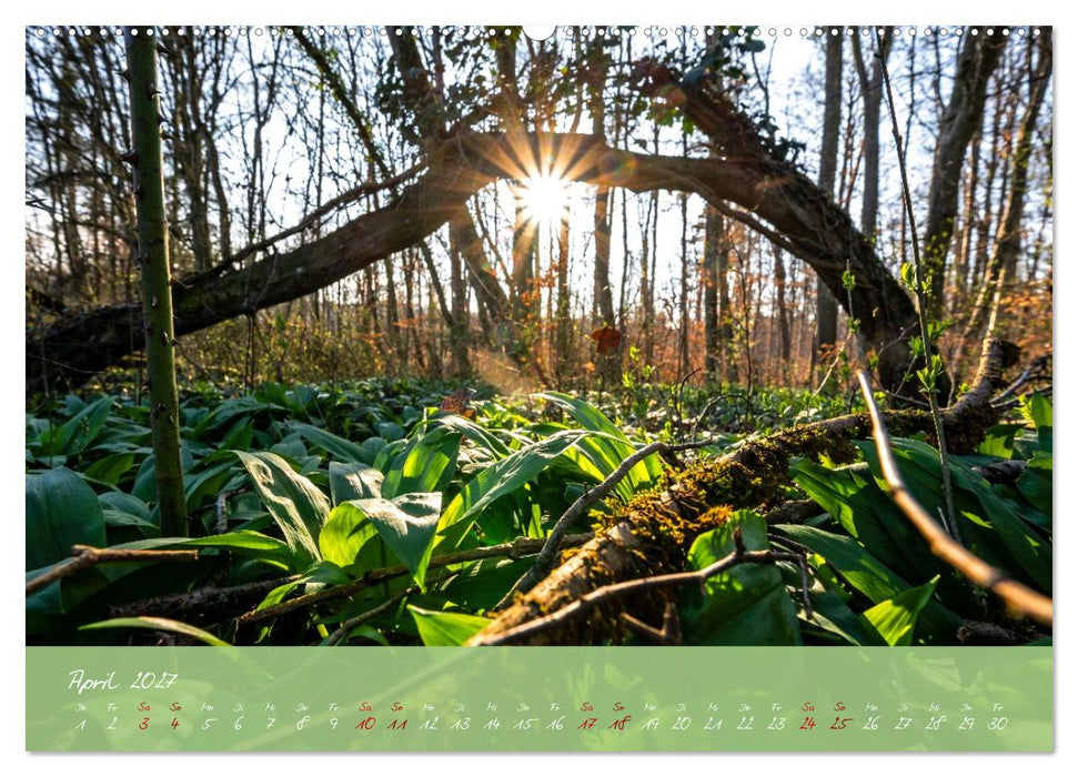 Waldwelten (CALVENDO Wandkalender 2027)