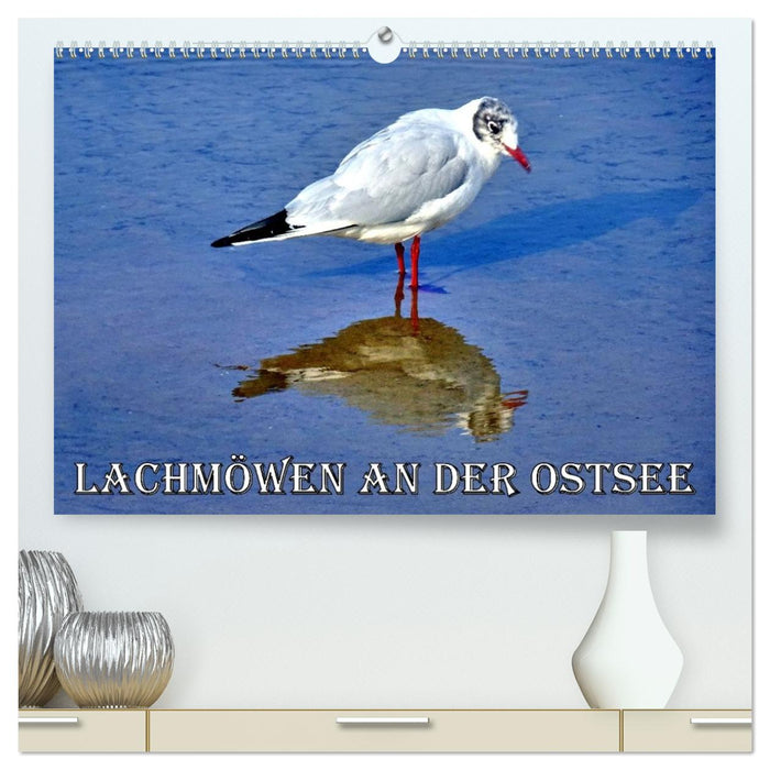 Lachmöwen an der Ostsee (CALVENDO Premium Wandkalender 2027)