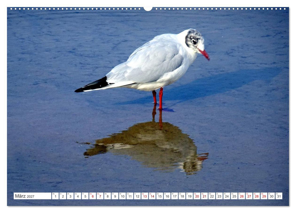 Lachmöwen an der Ostsee (CALVENDO Premium Wandkalender 2027)