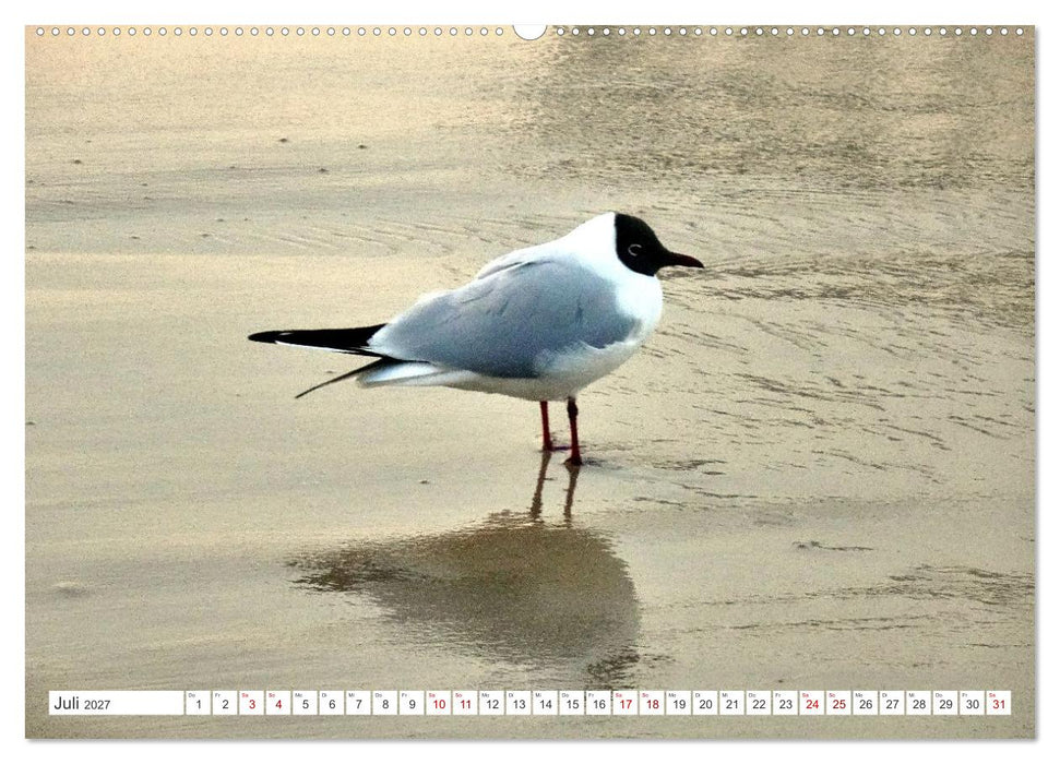 Lachmöwen an der Ostsee (CALVENDO Premium Wandkalender 2027)
