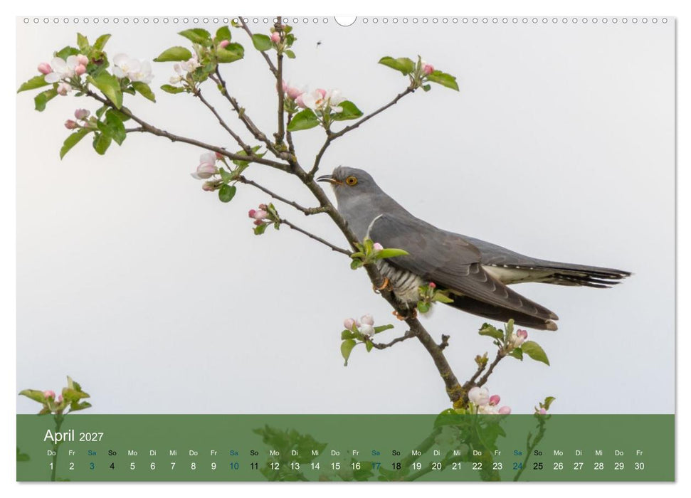 Kuckuck,Kuckuck,rufts aus dem Wald (CALVENDO Wandkalender 2027)