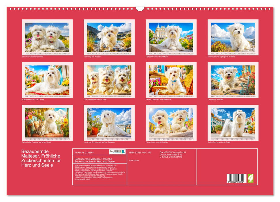 Bezaubernde Malteser. Fröhliche Zuckerschnuten für Herz und Seele (CALVENDO Wandkalender 2027)