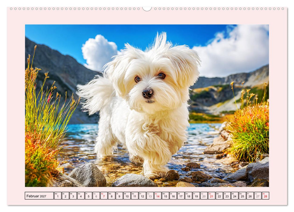 Bezaubernde Malteser. Fröhliche Zuckerschnuten für Herz und Seele (CALVENDO Wandkalender 2027)