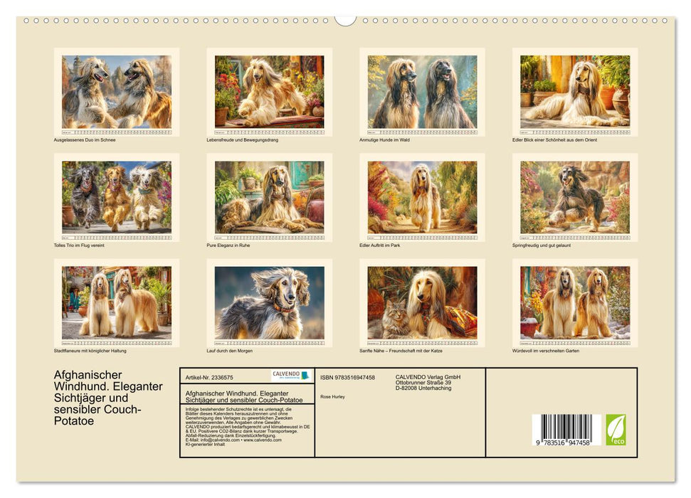 Afghanischer Windhund. Eleganter Sichtjäger und sensibler Couch-Potatoe (CALVENDO Premium Wandkalender 2027)