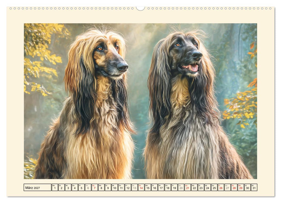 Afghanischer Windhund. Eleganter Sichtjäger und sensibler Couch-Potatoe (CALVENDO Premium Wandkalender 2027)