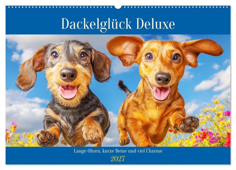 Dackelglück Deluxe. Lange Ohren, kurze Beine und viel Charme (CALVENDO Wandkalender 2027)