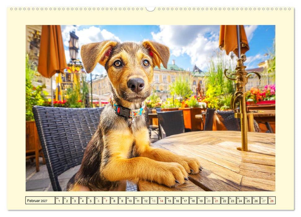 Mischlingshunde. Geliebt, schön und bunter als jeder Stammbaum (CALVENDO Wandkalender 2027)