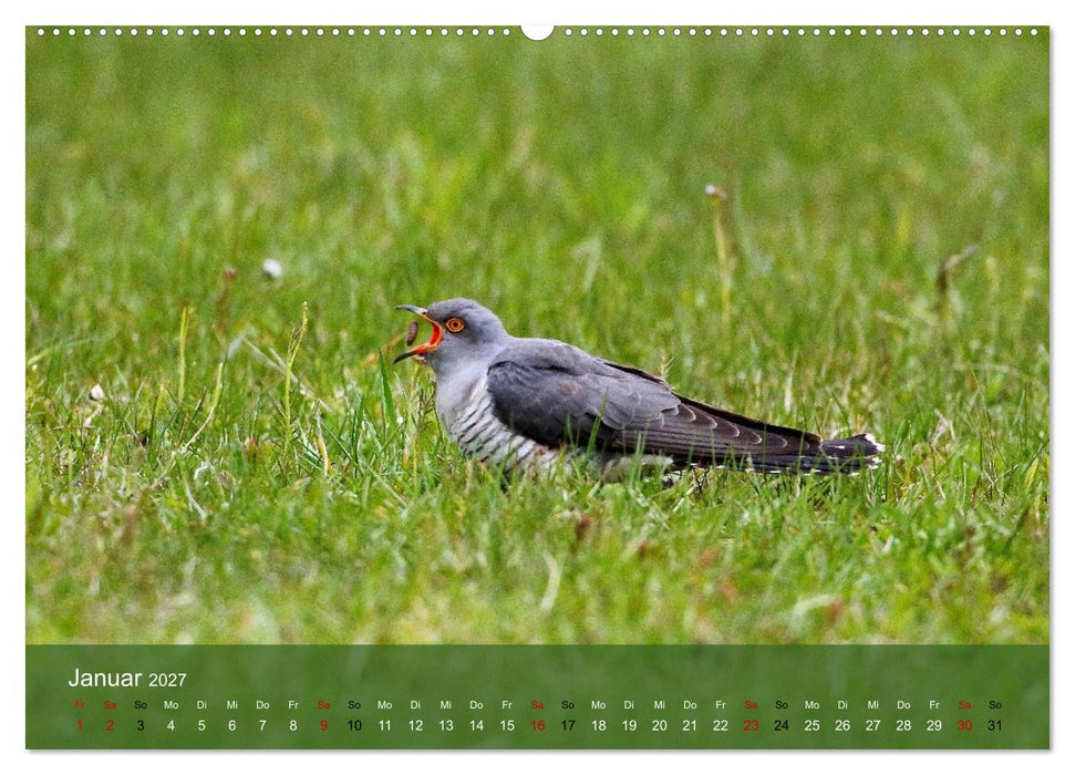 Kuckuck,Kuckuck,rufts aus dem Wald (CALVENDO Premium Wandkalender 2027)