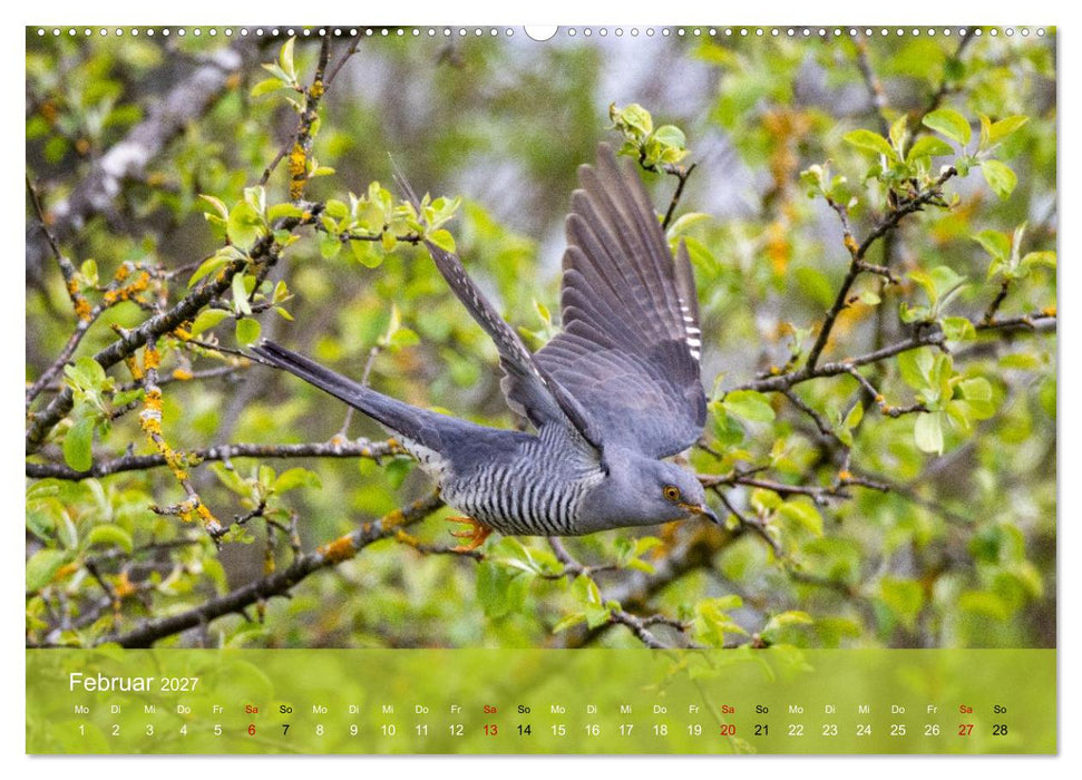 Kuckuck,Kuckuck,rufts aus dem Wald (CALVENDO Premium Wandkalender 2027)