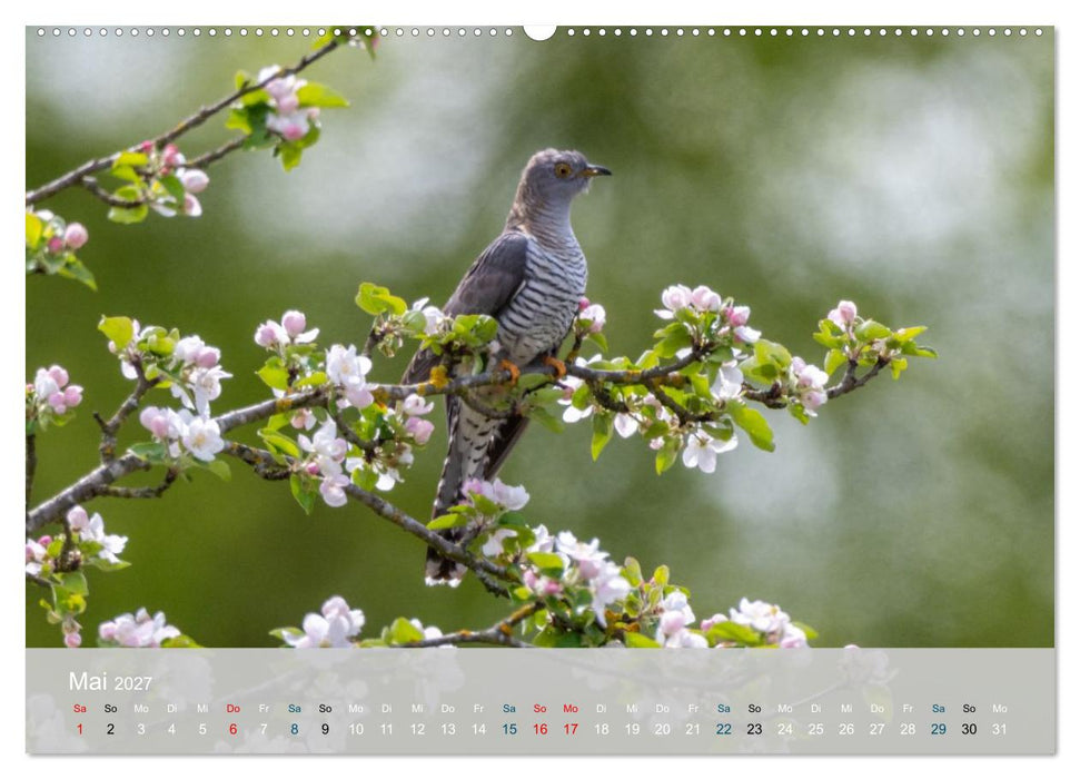 Kuckuck,Kuckuck,rufts aus dem Wald (CALVENDO Premium Wandkalender 2027)