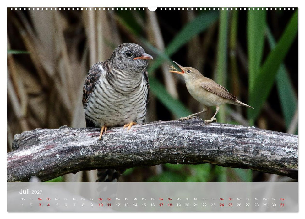 Kuckuck,Kuckuck,rufts aus dem Wald (CALVENDO Premium Wandkalender 2027)