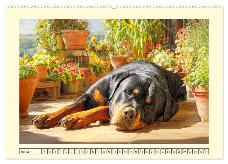 Rottweiler Momente. Kraftvolle Eleganz in der Natur (CALVENDO Wandkalender 2027)