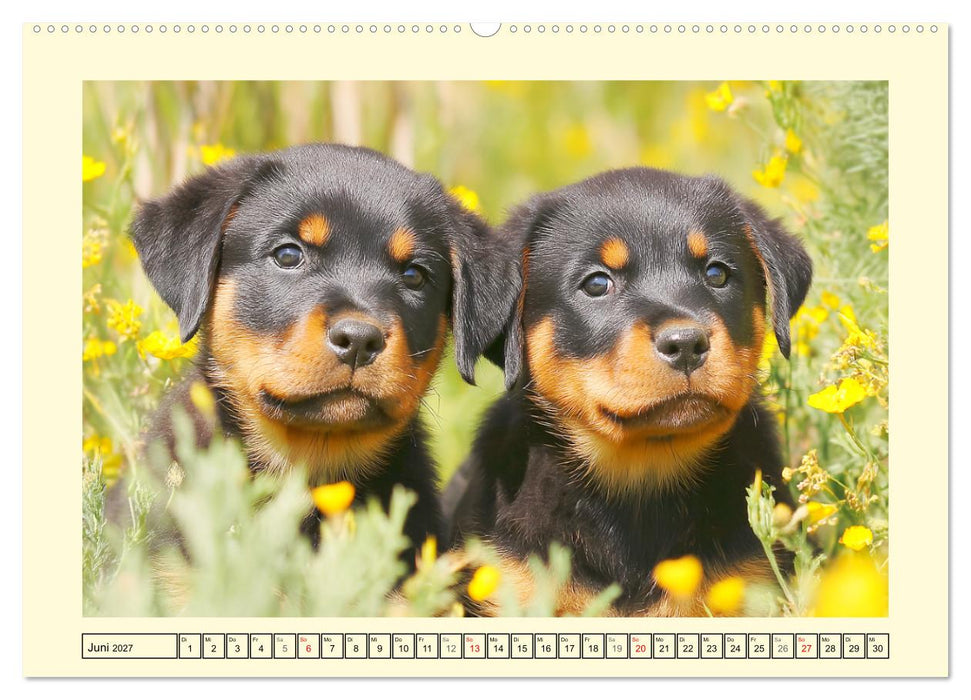Rottweiler Momente. Kraftvolle Eleganz in der Natur (CALVENDO Wandkalender 2027)