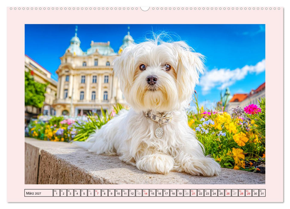 Bezaubernde Malteser. Fröhliche Zuckerschnuten für Herz und Seele (CALVENDO Premium Wandkalender 2027)