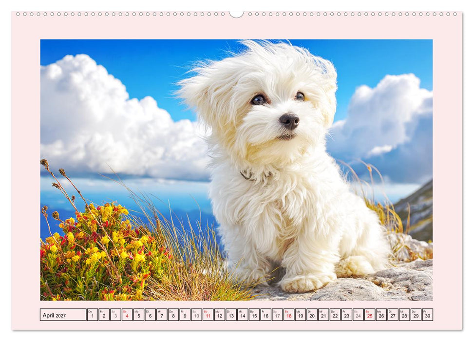 Bezaubernde Malteser. Fröhliche Zuckerschnuten für Herz und Seele (CALVENDO Premium Wandkalender 2027)