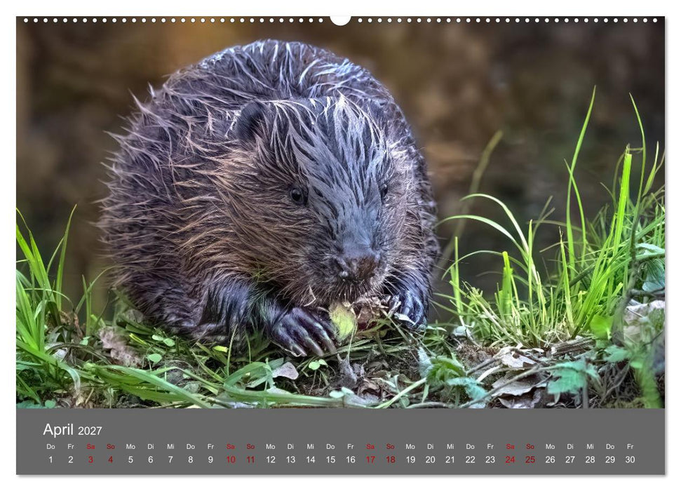 Augen auf - versteckte Tierwelt (CALVENDO Premium Wandkalender 2027)