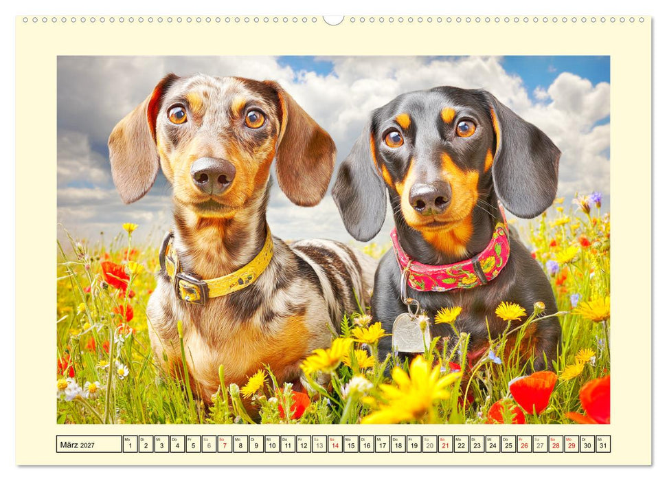 Dackelglück Deluxe. Lange Ohren, kurze Beine und viel Charme (CALVENDO Premium Wandkalender 2027)
