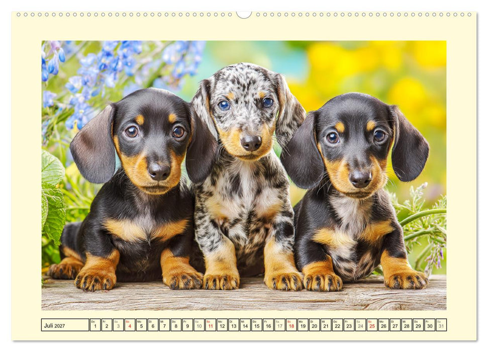 Dackelglück Deluxe. Lange Ohren, kurze Beine und viel Charme (CALVENDO Premium Wandkalender 2027)