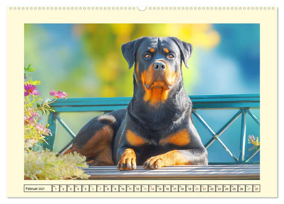 Rottweiler Momente. Kraftvolle Eleganz in der Natur (CALVENDO Premium Wandkalender 2027)