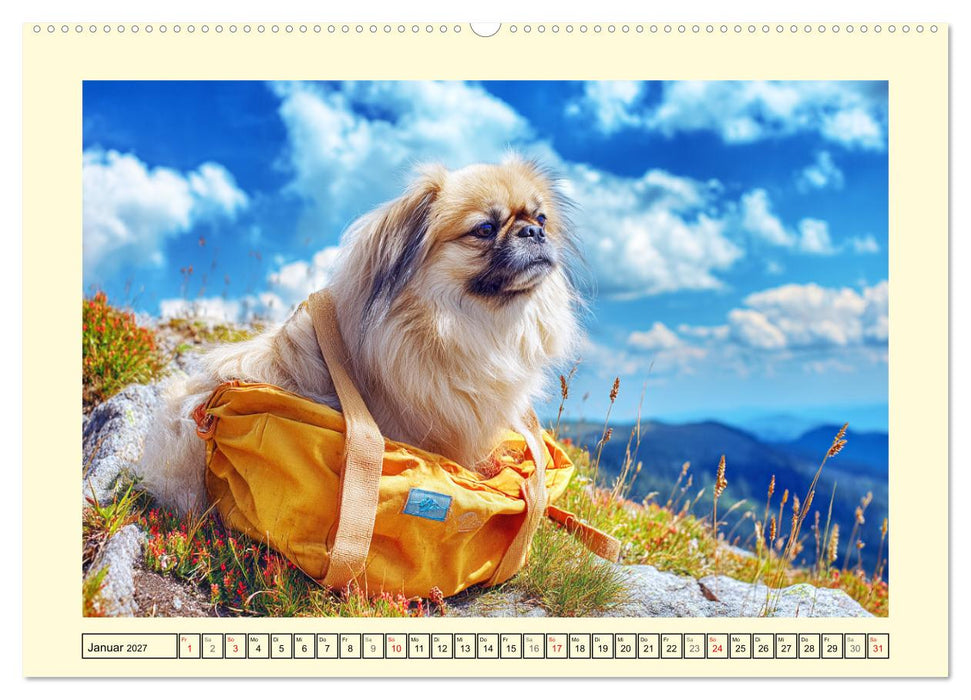 Zauberhafte Pekinesen. Charmante und stolze Hunde zum Verlieben (CALVENDO Wandkalender 2027)