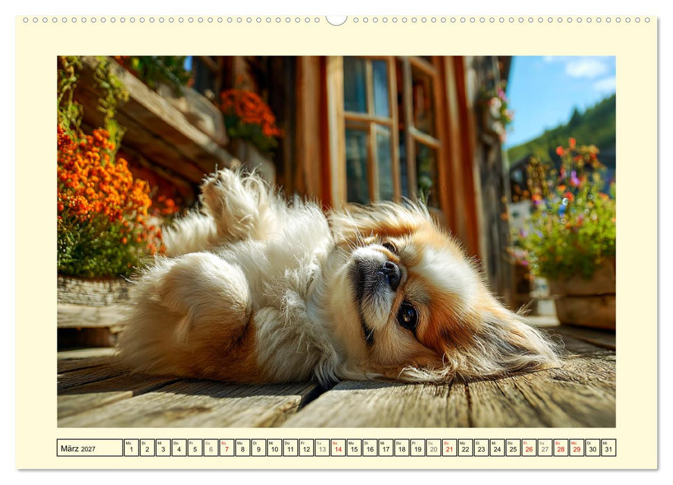 Zauberhafte Pekinesen. Charmante und stolze Hunde zum Verlieben (CALVENDO Wandkalender 2027)