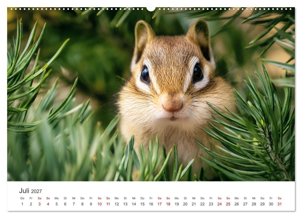Backen voll - Ein Jahr mit Streifenhörnchen (CALVENDO Premium Wandkalender 2027)
