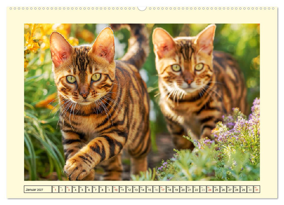 Schöne Katzen. Beliebte Samtpfoten im Garten (CALVENDO Wandkalender 2027)