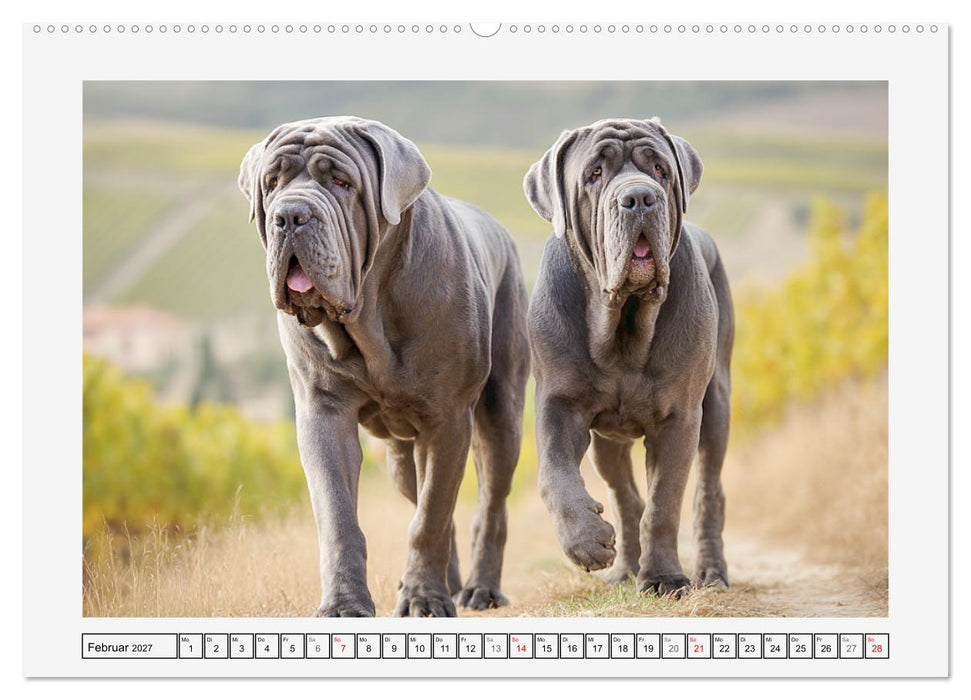 Mastino Napoletano. Die gelassenen Molosser mit antiken Vorfahren (CALVENDO Premium Wandkalender 2027)