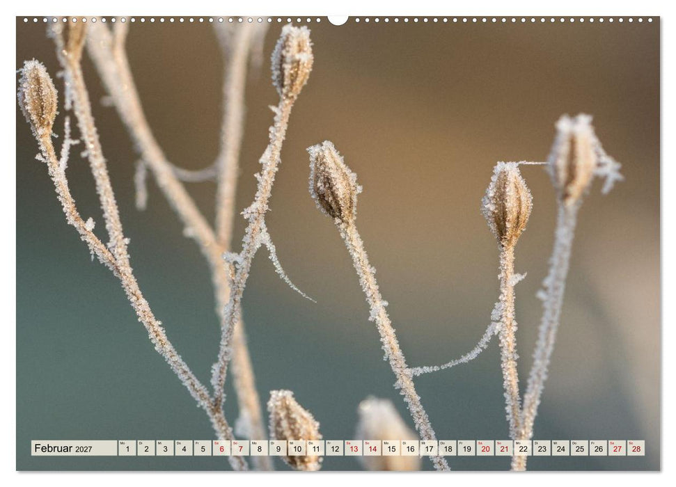 Mikrokosmos im Garten (CALVENDO Premium Wandkalender 2027)