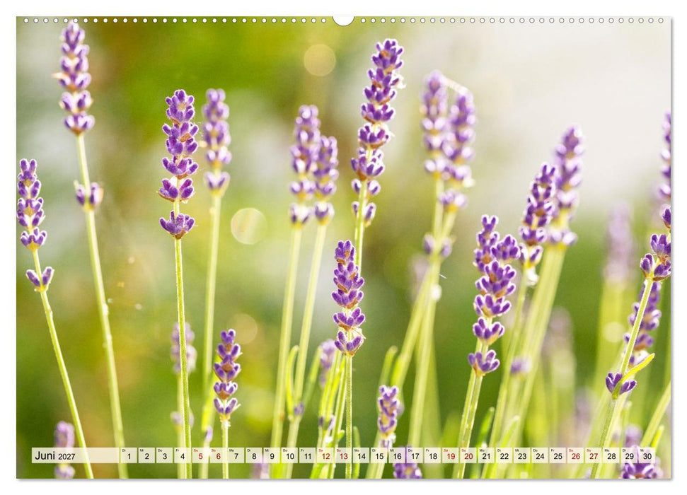 Mikrokosmos im Garten (CALVENDO Premium Wandkalender 2027)