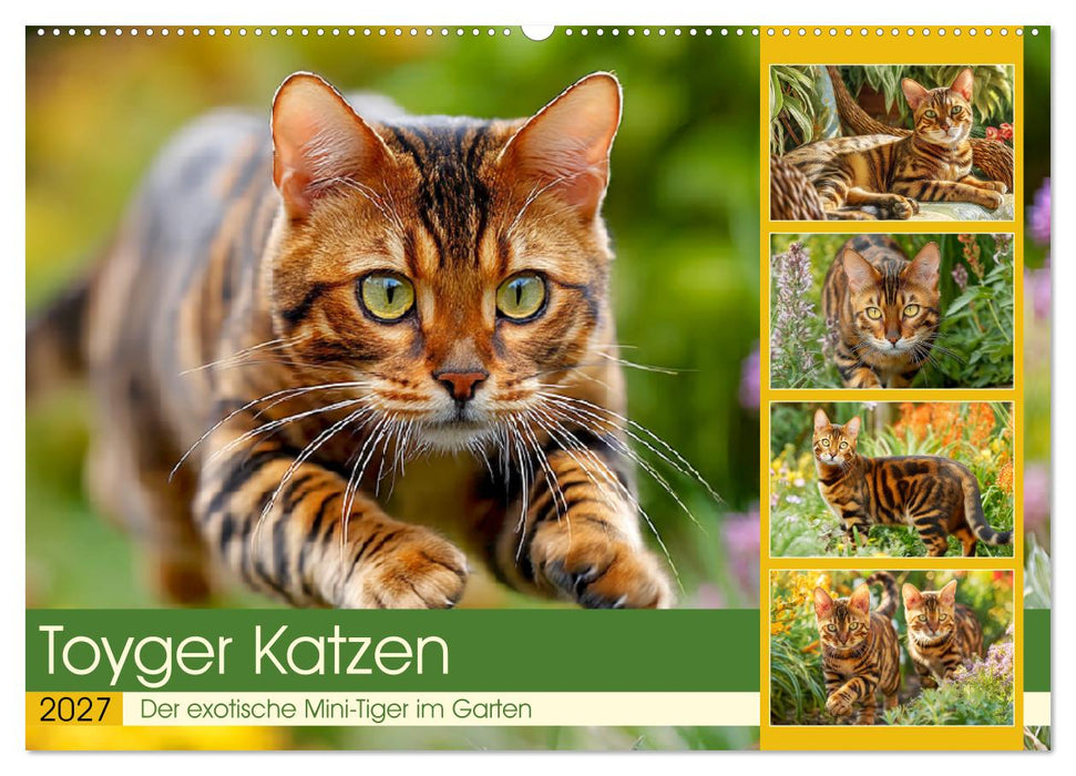 Toyger Katzen. Der exotische Mini-Tiger im Garten (CALVENDO Wandkalender 2027)