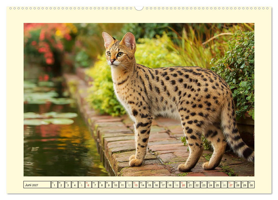 Savannah Katzen. Exotische Wildschönheiten im Naturgarten (CALVENDO Wandkalender 2027)
