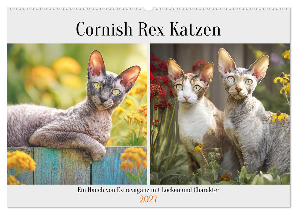 Cornish Rex Katzen. Ein Hauch von Extravaganz mit Locken und Charakter (CALVENDO Wandkalender 2027)