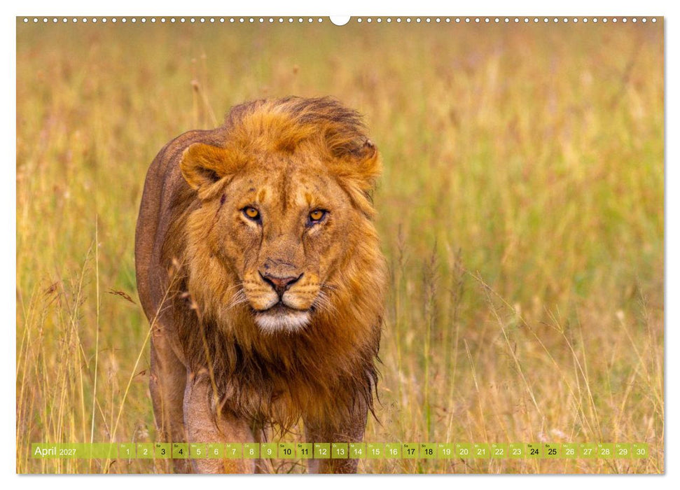 Das südliche Afrika 2027 (CALVENDO Premium Wandkalender 2027)