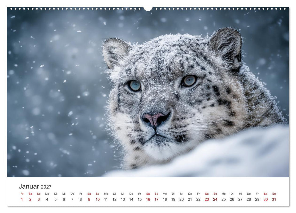 Geist des Gebirges - Ein Jahr in der wilden Welt der Schneeleoparden (CALVENDO Premium Wandkalender 2027)