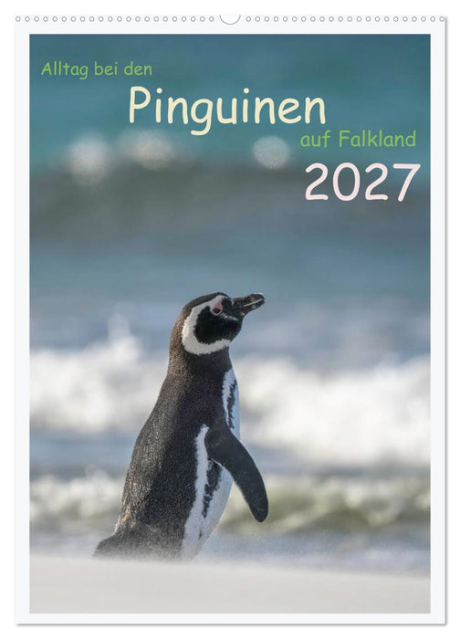 Alltag bei den Pinguinen auf Falkland (CALVENDO Wandkalender 2027)