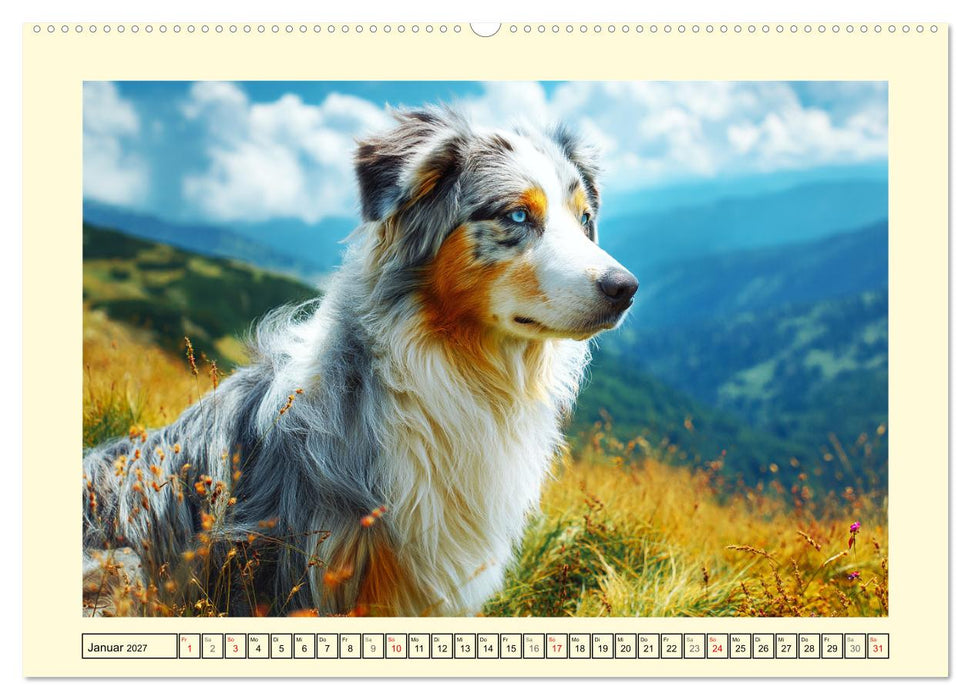 Australian Shepherd. Wanderfreude auf Pfoten im Bergsommer (CALVENDO Wandkalender 2027)