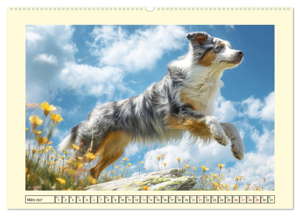 Australian Shepherd. Wanderfreude auf Pfoten im Bergsommer (CALVENDO Wandkalender 2027)