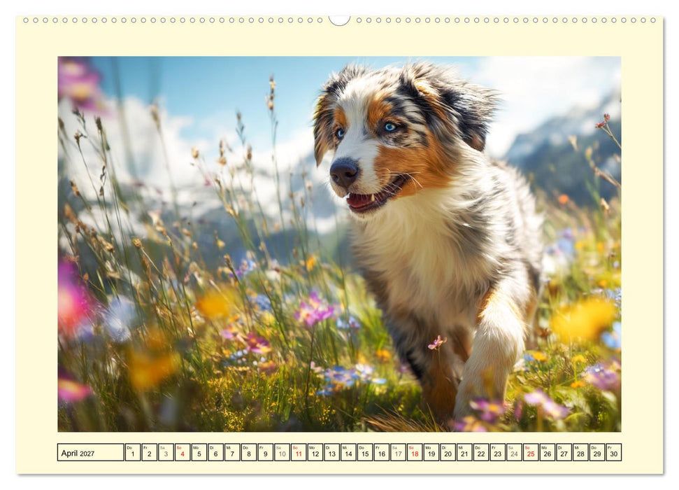 Australian Shepherd. Wanderfreude auf Pfoten im Bergsommer (CALVENDO Wandkalender 2027)