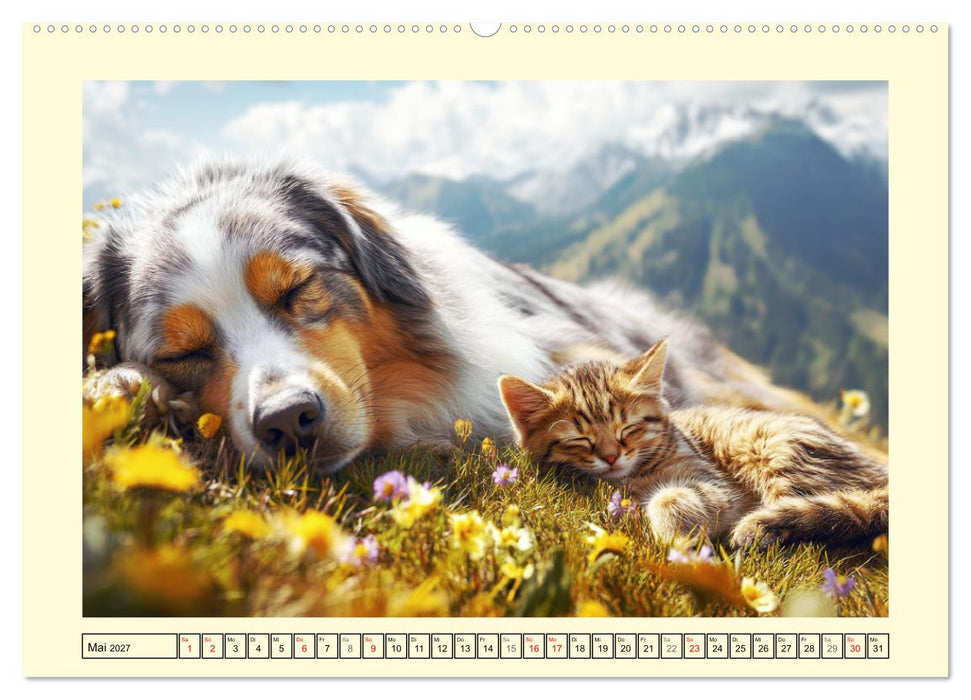 Australian Shepherd. Wanderfreude auf Pfoten im Bergsommer (CALVENDO Wandkalender 2027)