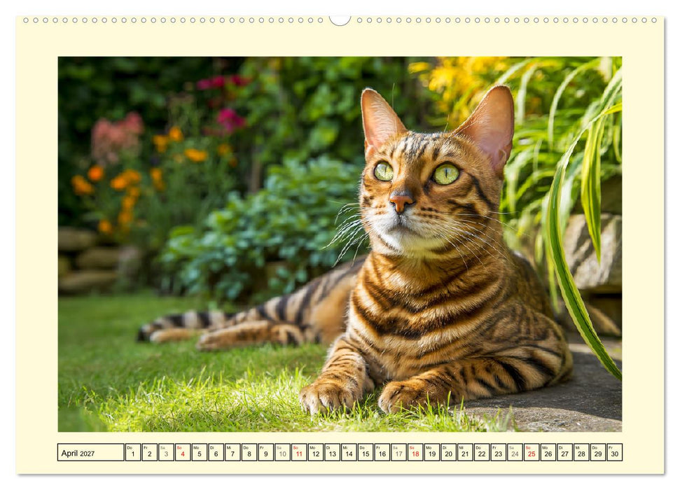 Toyger Katzen. Der exotische Mini-Tiger im Garten (CALVENDO Premium Wandkalender 2027)